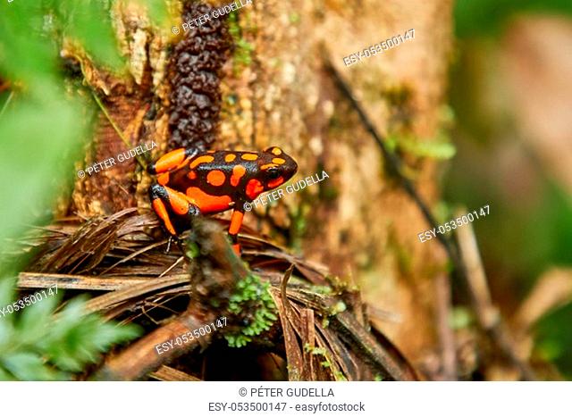 Harlequin Poison Dart Frog, red orange spots, endemic to Choco, Colombia, Nuqui region. Dendrobates histrionicus