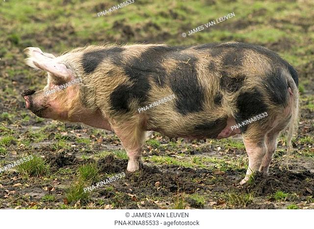 Pig Sus domesticus