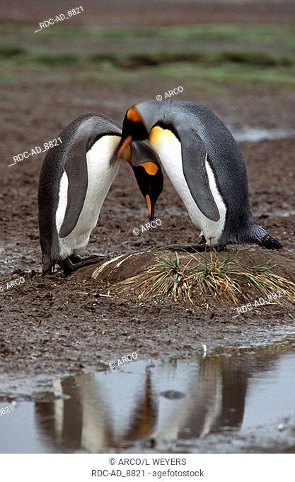 King Penguins at nesting place Salisbury Plains South Georgia Aptenodytes patagonica