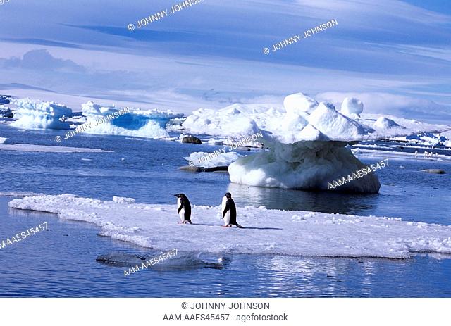 Adelie Penguins on Ice Floe, Devil's Island, Weddell Sea, Antarctica (Pygoscelis adeliae)