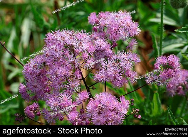 Purple meadow rue, Thalictrum unknown species, flowers in close up with a blurred background of leaves