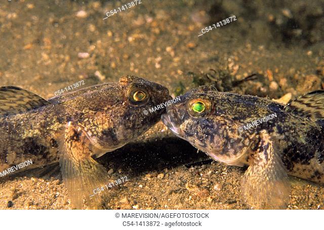 Two Rock goby fighting (Gobius paganellus), Eastern Atlantic, Galicia, Spain