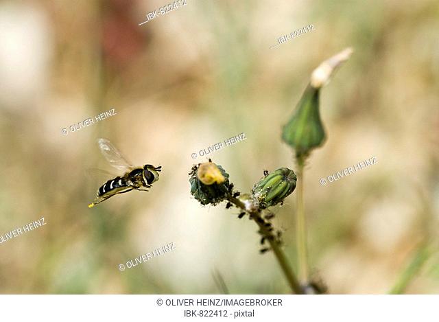 Hoverfly (Syrphidae) hovering in front of a bud full of Aphids, Plant Lice (Aphidoidea), Grasse, Alpes Maritimes, France, Europa