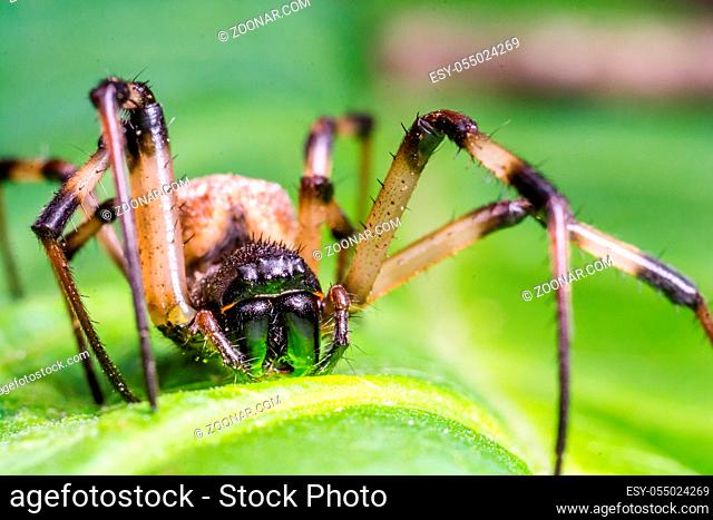 Super macro image of black and brown spider on green leaf. Wild insects. Close up nature spider