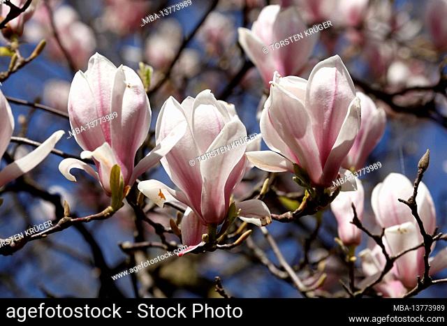 Pink magnolia blossoms on tree branches, Germany