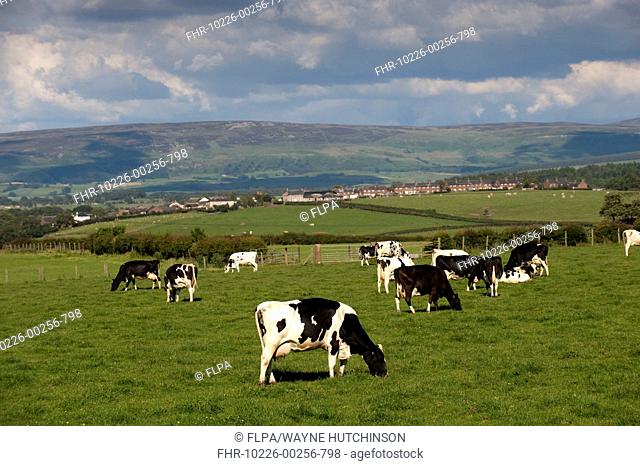 Domestic Cattle, Holstein dairy cows, herd grazing in pasture, Cumbria, England, july