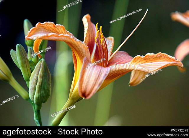 Taglilie ( Hemerocallis )