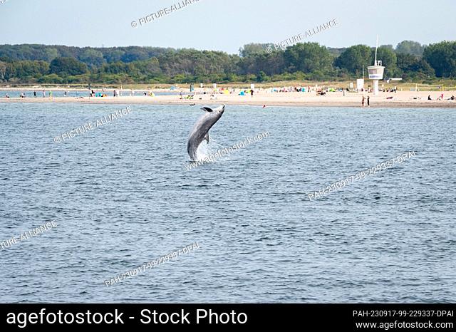 17 September 2023, Schleswig-Holstein, Travemünde: A dolphin (Delphinidae) jumps out of the water in the Trave River in front of the lido