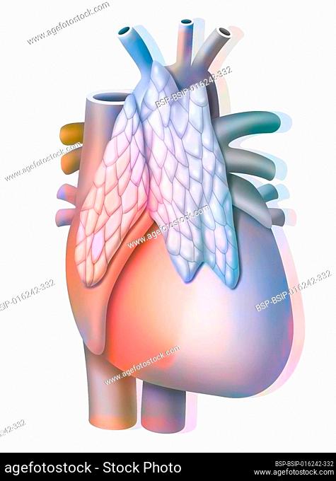 Thymus, endocrine gland located in front of the heart