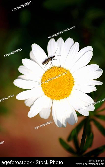 Die Nahaufnahme und Draufsicht auf die weiße Blüte eines Gänseblümchens mit einem Scheinbockkäfer, dem Graugrünen Schenkelkäfer am Pollen