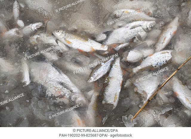 02 February 2019, Mecklenburg-Western Pomerania, Wolgast: Dead fish lie in the ice in the Wolgast city harbour. The cause of the death of thousands of fish is...