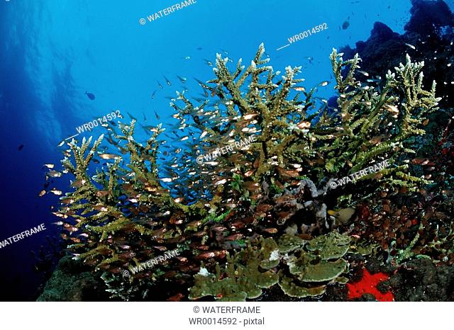 Coral Fishes at Coral Reef, Pempheris, Indian Ocean, Maldives