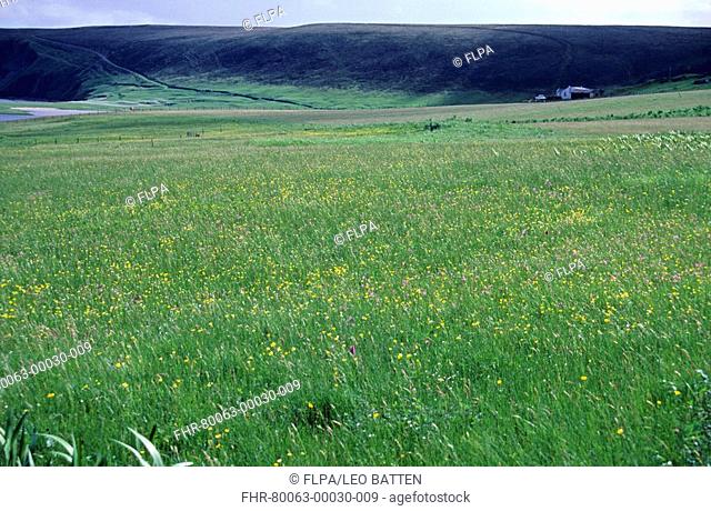 Flower-rich hay meadow, Fetlar, North Isles, Shetland, Scotland, july