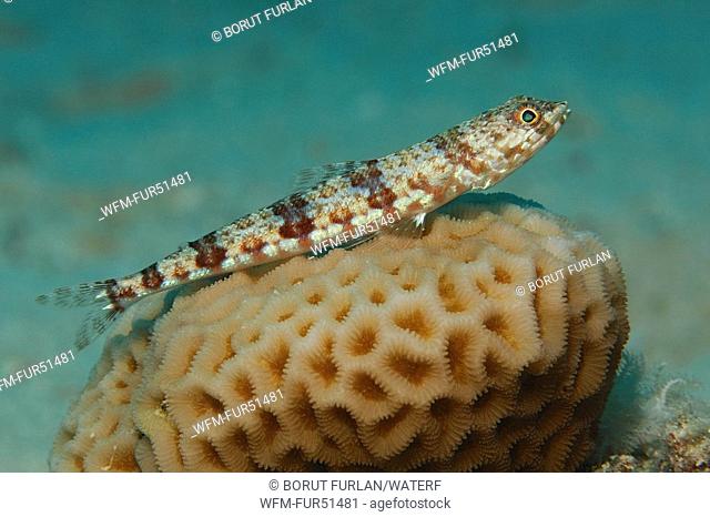 Clearfin Lizardfish, Synodus germatogenys, Marsa Alam, Red Sea, Egypt