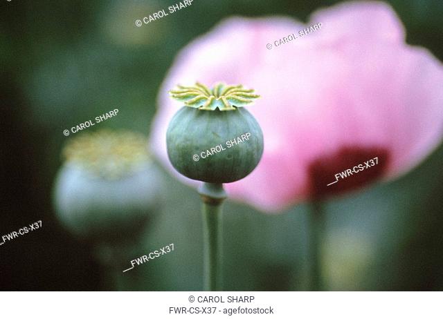 Papaver somniferum, Poppy - Opium poppy