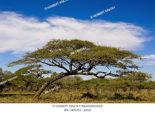 Umbrella thorn acacia, Umbrella Thorn or Israeli Babool (Acacia tortilis), Mkhuze National Park, South Africa, Africa
