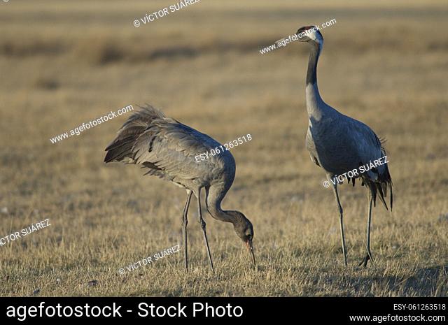 Common cranes (Grus grus). Adult and juvenile searching for food. Gallocanta Lagoon Natural Reserve. Aragon. Spain
