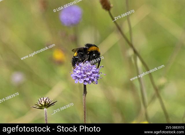 Buff-tailed bumblebee- Bombus terrestris pollinates on Devil's-bit scabious-Succisa pratensis