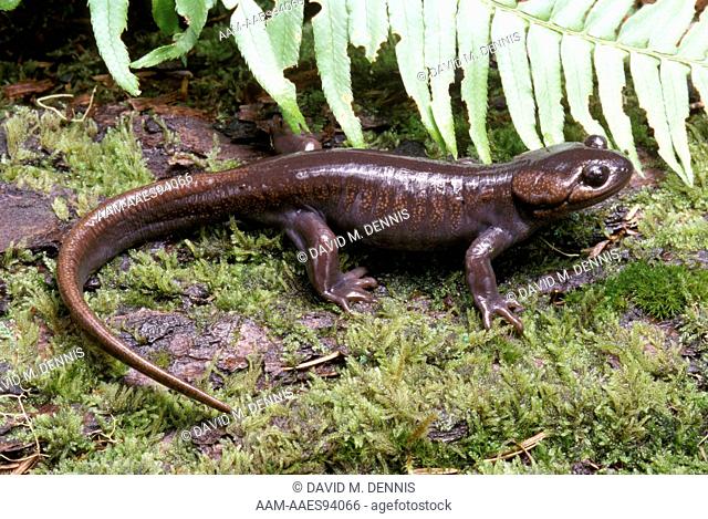 Northwestern Salamander (Ambystoma gracile), Skamania Co., WA