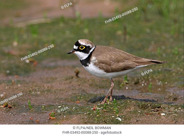 Little Ringed Plover Charadrius dubius curonicus adult, summer plumage, standing on mudflats, Beidaihe, Hebei, China, may