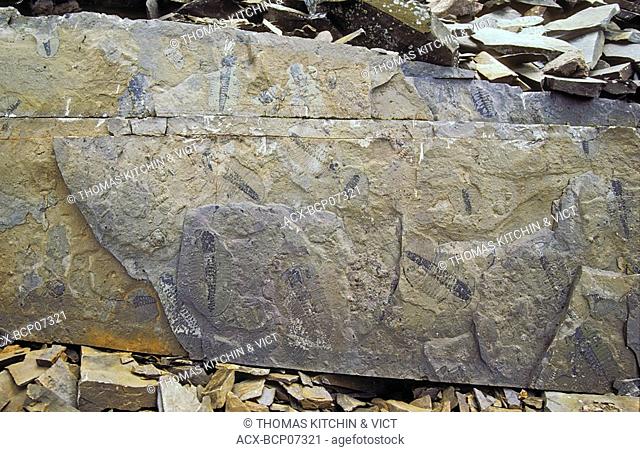 Burgess Shale Fossils, Yoho National Park, British Columbia, Canada