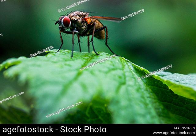 RUSSIA, IVANOVO - JUNE 3, 2023: A close-up image of an insect and drops of water on a green leaf after rain in summer. Vladimir Smirnov/TASS