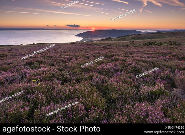 Heather on Porlock Common in the Exmoor National Park with the Bristol Channel beyond. Somerset, England