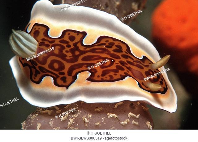 sea snail Chromodoris gleniei