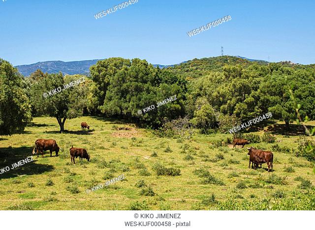 Spain, Andalusia, Tarifa, Retinta breed cows, grazing