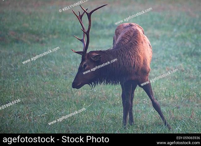 Injured Bull Elk Grazing in field in Greay Smoky Mountains National Park
