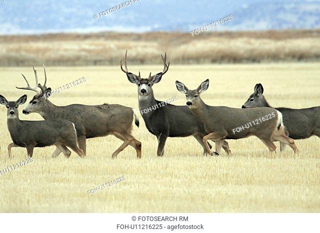 two male mule deer antlers several female in usa