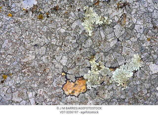 Lecanora gangaleoides (crustose lichen) and Parmelia tiliacea (foliose lichen). This photo was taken in La Albera, Girona province, Catalonia, Spain