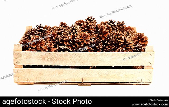 Pine cones in the wooden box. Isolated on a white background