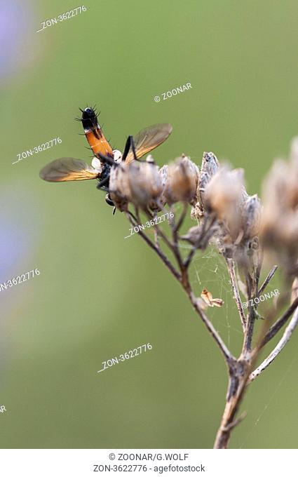 Tachinid Fly (Cylindromyia spec.)