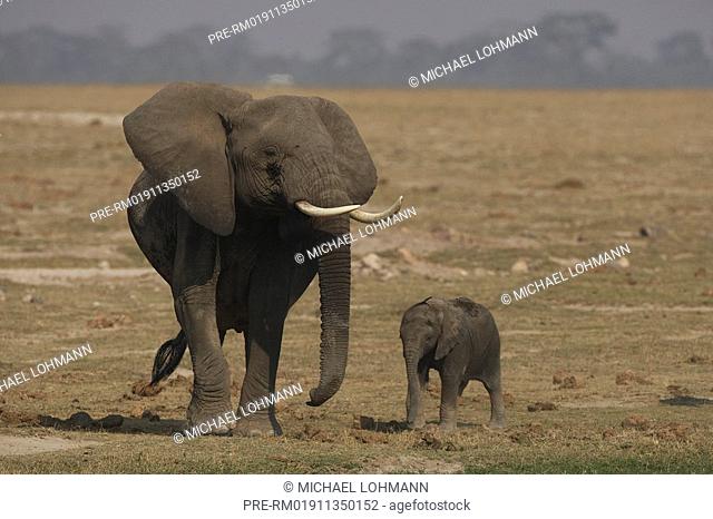 African elephants, Loxodonta africana, Amboseli National Park, Kenia, Africa