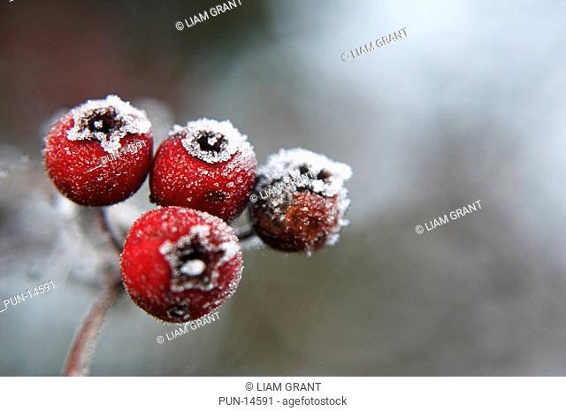 Red hawthorn berries Crataegus Monogyna covered in frost in winter