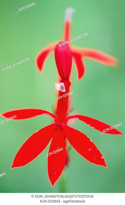 Cardinal flower (Lobelia cardinalis): detail of red flower's petals of late summer, wetland edge plant. Wanup. Ontario, Canada