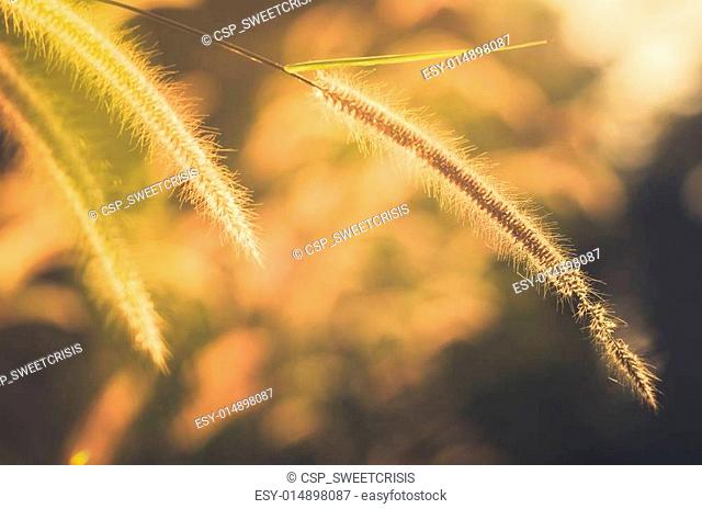 Dwarf Foxtail Grass vintage
