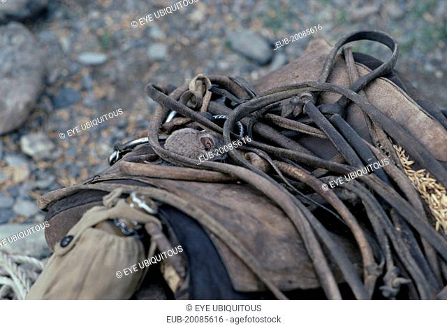 Mouse in harness of horse ridden by photographer