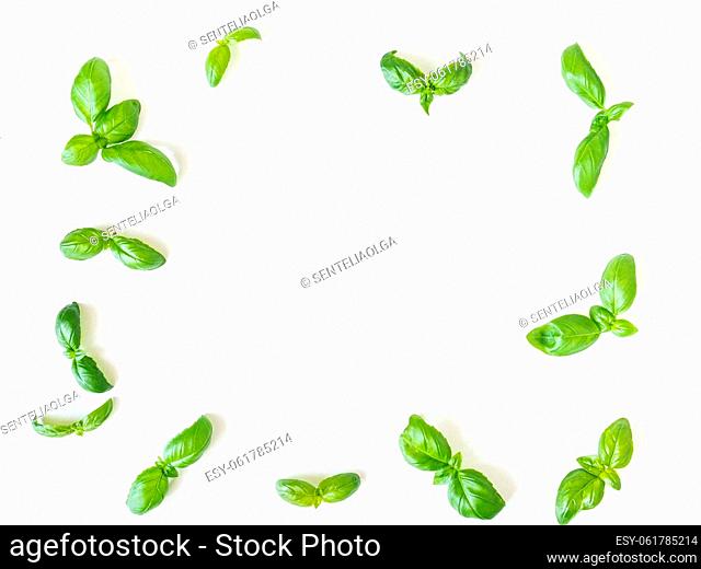 Basil pattern isolated on white background. Frame made of basil leaves. Flat lay, top view