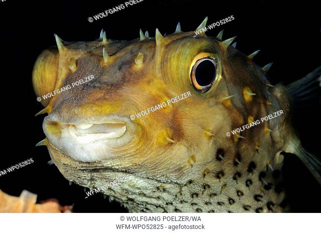 Portrait of Yellowspotted Burrfish, Cyclichthys spilostylus, Tulamben, Bali, Indonesia