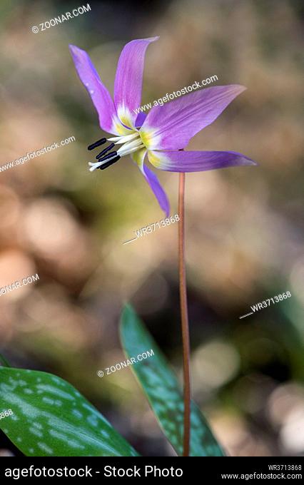 Hundszahn-Lilie (Erythronium dens-canis), Liliengewächse (Liliaceae), Chancy, Schweiz / Dogtooth violet (Erythronium dens-canis), lily family (Liliaceae)