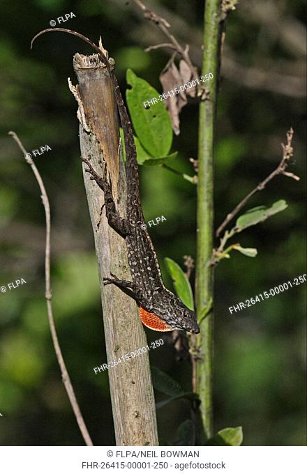 Jamaican Brown Anole Anolis lineatopus adult male, with partially extended dewlap, resting on stick, Linstead, Jamaica, march