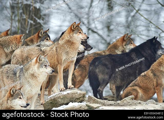 wolf, wolf pack, winter forest