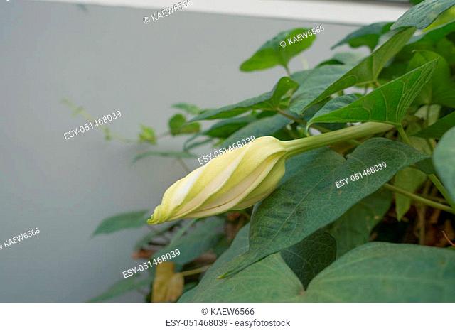 Moonflower (Ipomoea alba L. ). Edible flower