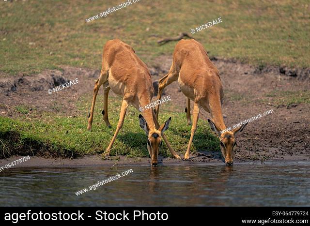 Two female common impala drink from river