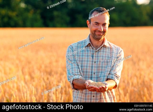Farmer hands hold ripe wheat seeds after the harvest