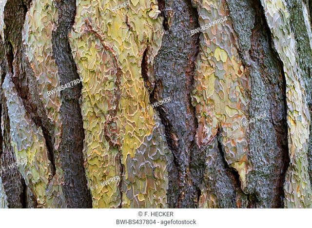 European black pine, Austrian pine, Black Pine, Corsican Pine (Pinus nigra, Pinus austriaca), bark