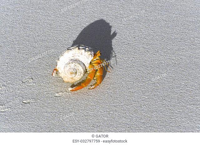 Hermit crabs (Coenobita sp.) protect themselves by using empty shells of molluscs Common for Indo-Pasific region