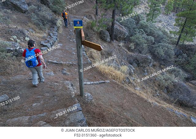 Hiking, Canarian pine, Roque Nublo sacred mountain, Tirajana ravine, Gran Canaria Island, The Canary Islands, Spain, Europe